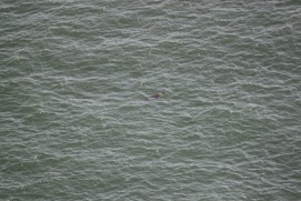 Missing Picture